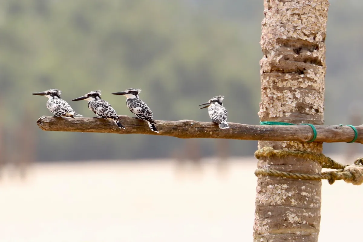 Groupe de martins-pêcheurs pies alignés, observation ornithologique Assinie