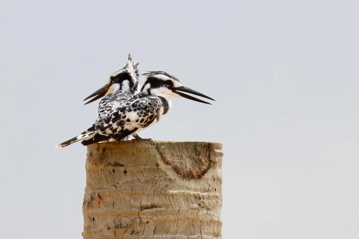 Couple de martins-pêcheurs pies sur piquet, lagune Aby Côte d'Ivoire