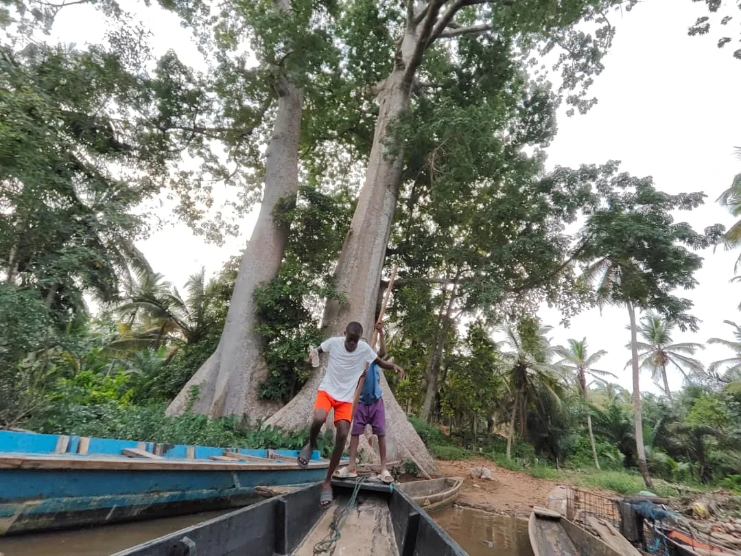 Pirogue près du fromager géant et ponton, Îles Éhotilé