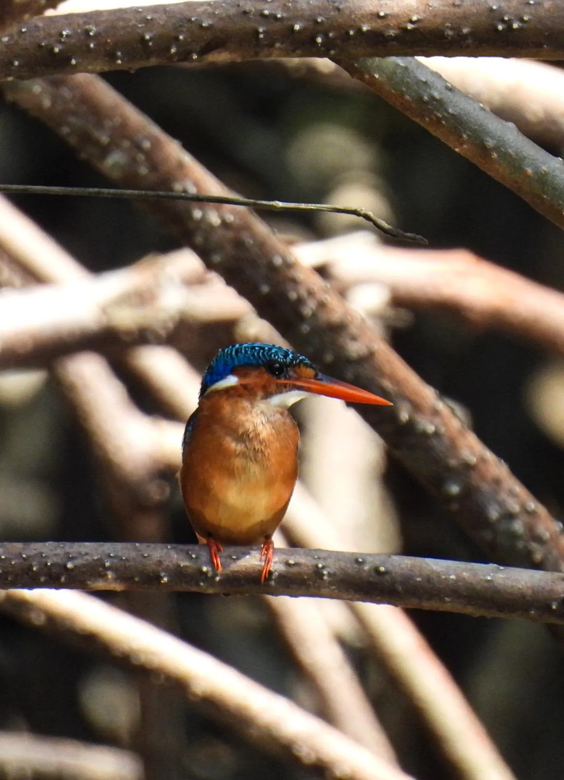 Martin-pêcheur huppé (malachite) dans les racines de mangrove, Assinie