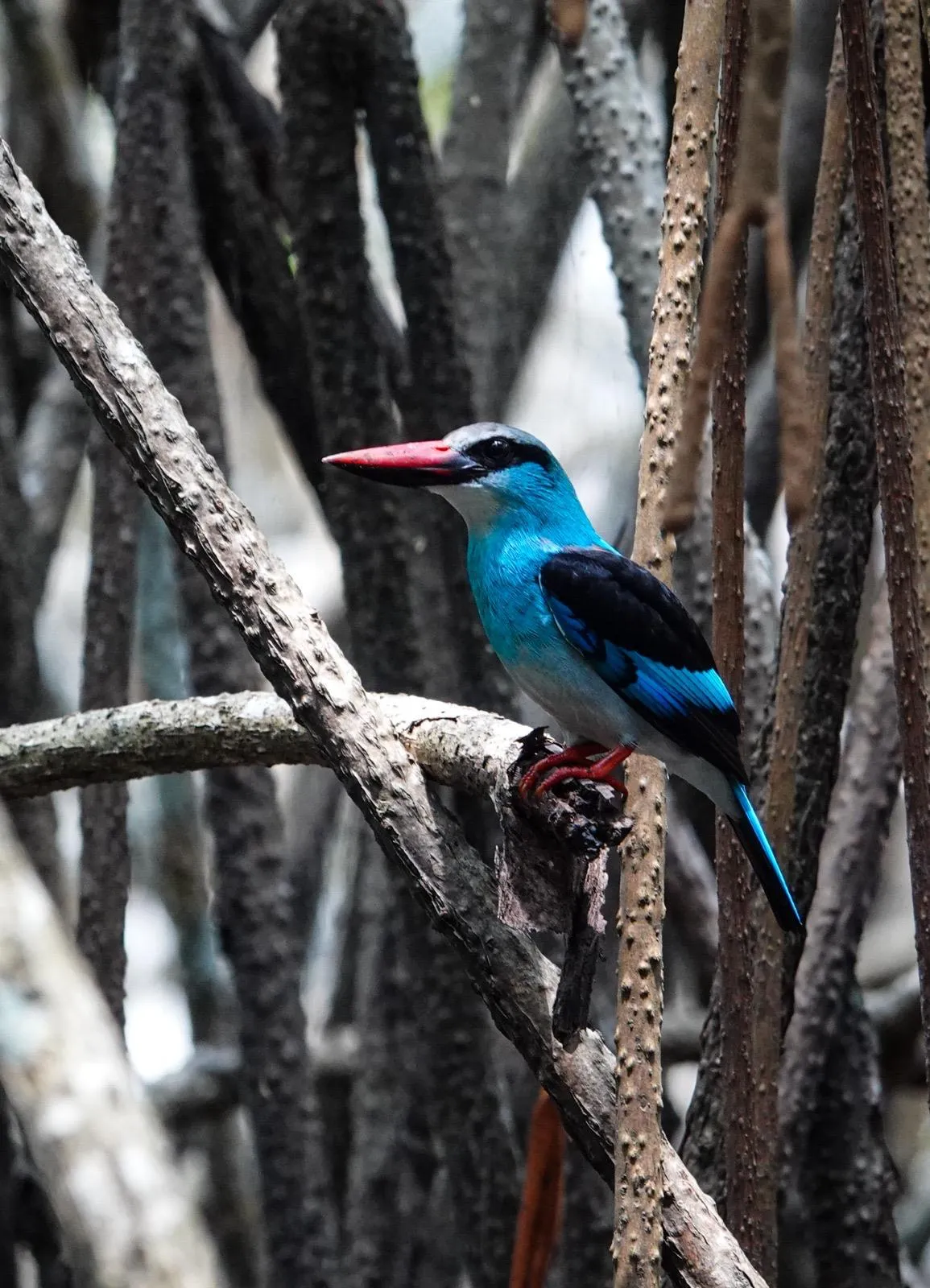 Martin-pêcheur à poitrine bleue dans les mangroves d'Assinie, birdwatching Côte d'Ivoire