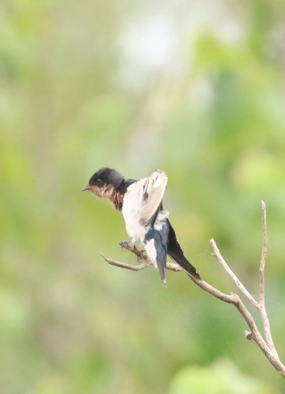 hirondelle