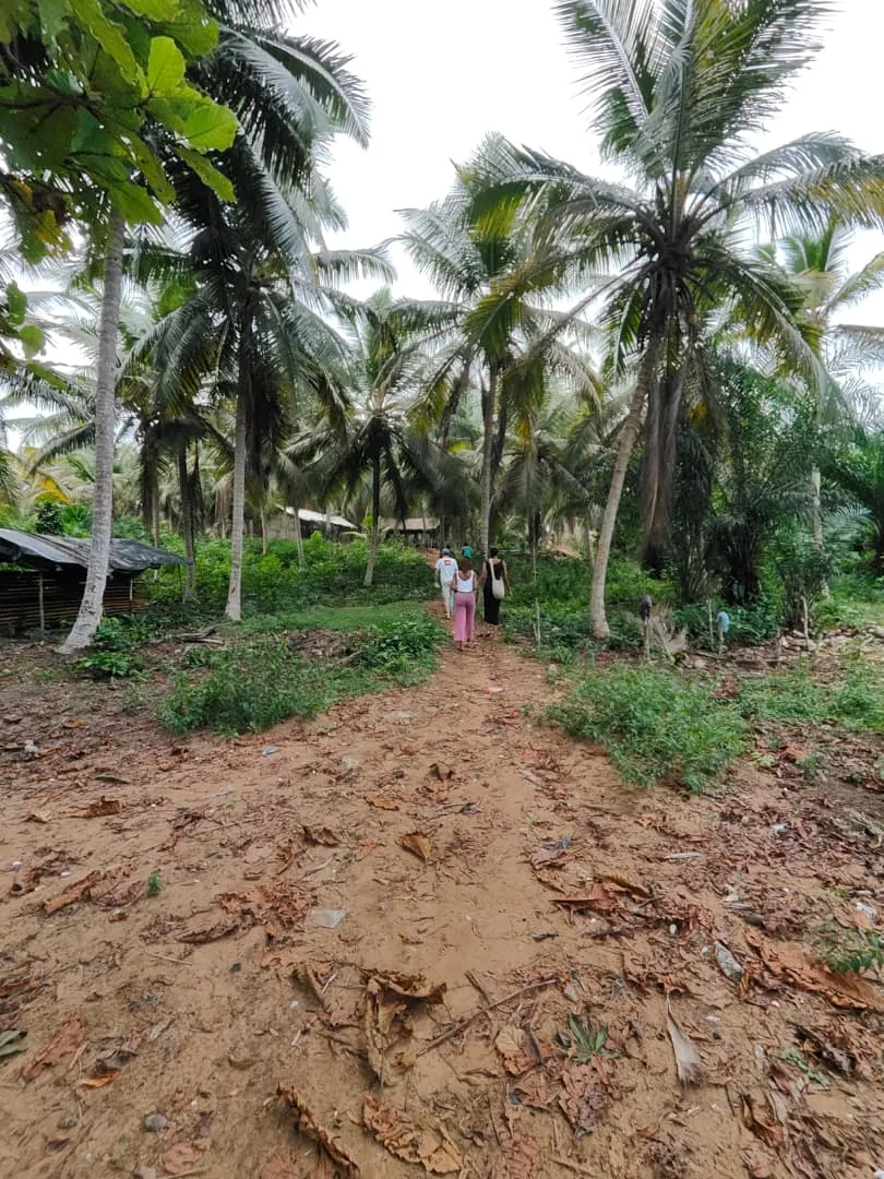 chemin_cocotiers