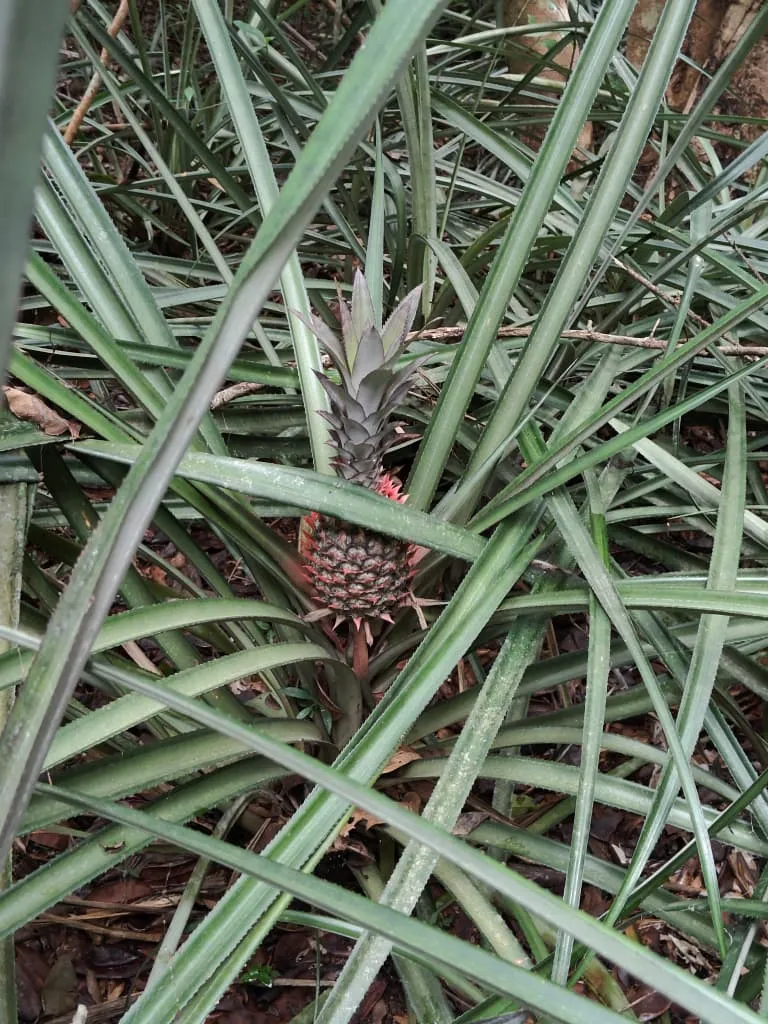 ananas_sauvage