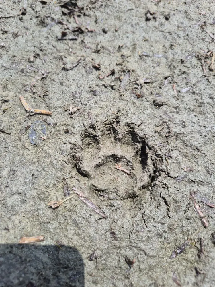 empreinte_animale