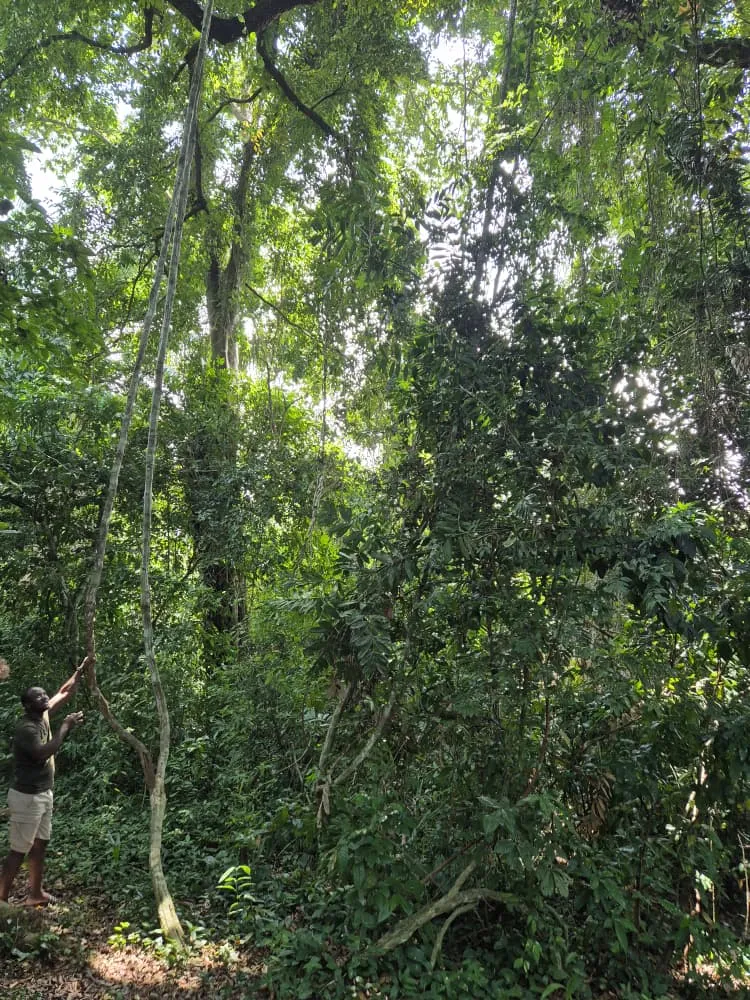foret_dense